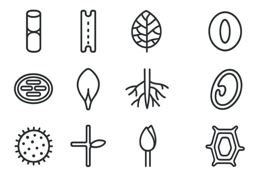 Icon node seed vector icons vessel stomata phloem plant petal wall embryo