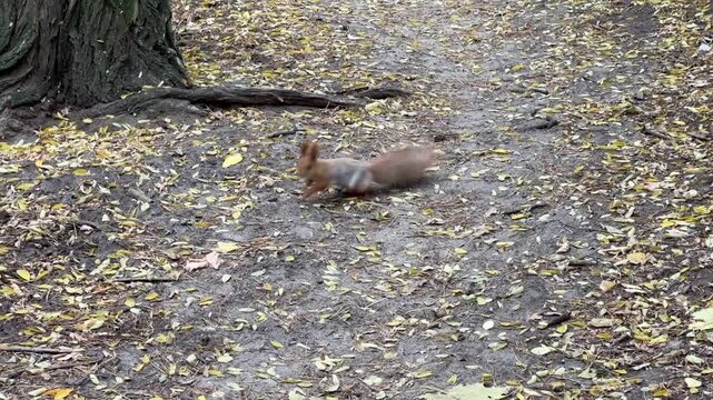 squirrel runs through the forest and trees