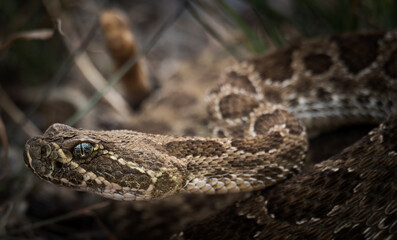 Rattlesnake Portrait 