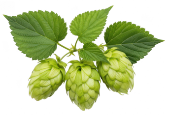 Fresh green hop cones with vibrant leaves, an essential ingredient for crafting beer, isolated studio shot