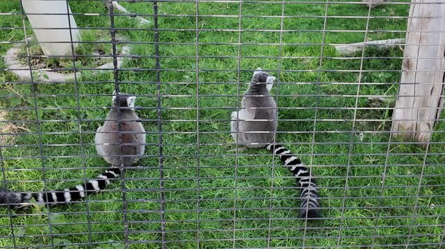 Two ring-tailed lemurs perched on a log, surrounded by lush greenery.