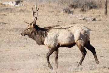 Rocky Mountain Elk Trot
