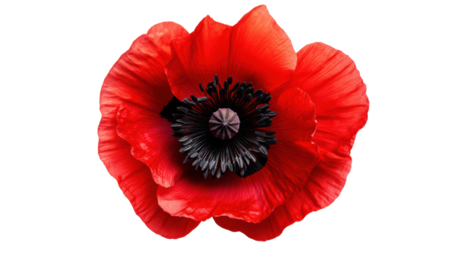 Vibrant Red Poppy on Transparent Background