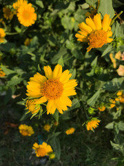 Coreopsis grandiflora, Close up bright yellow flower, beautiful yellow flower