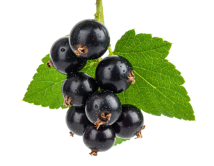 A cluster of shiny, ripe, deep purple berries with green leaves on a black background
