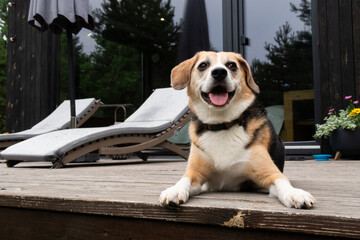 Happy dog the yard of a holiday home