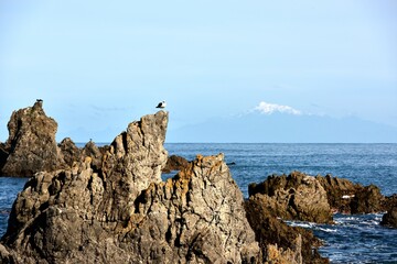 Silver Gulls on a the Cook Strait Rocks