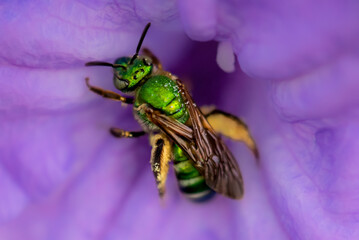 Brown-winged Sweat Bee