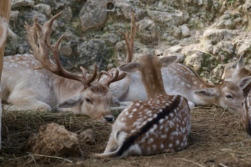 Fallow deer resting together on rocky ground