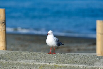 Silver Gulls on a wall