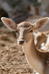 Close-up portrait of a young deer in natural sunlight