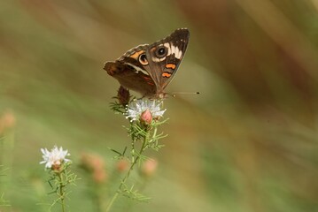 Common Buckeye Butterfly 