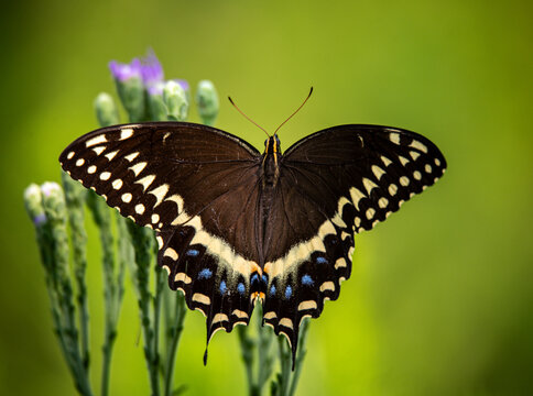 Palamedes Swallowtail Butterfly 