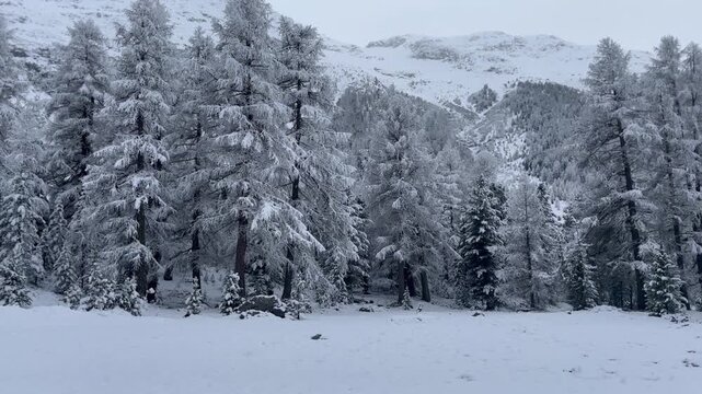 Winter conifer forest in Engadin, Switzerland covered with snow and soft alpine light