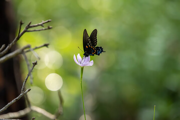 Pipevine Swallowtail 