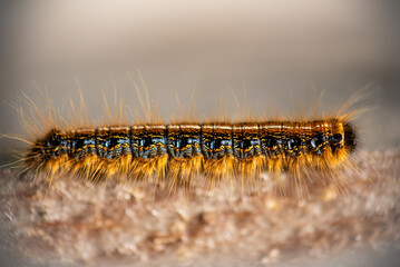 Eastern Tent Caterpillar 