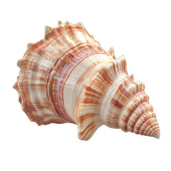 Ornate spiral seashell with pink and white stripes on a transparent background