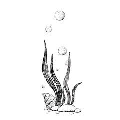 Vector black and white illustration of underwater plants and a shell. Simple ink style. Isolated drawing of underwater vegetation for children's coloring.