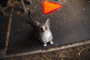 Domestic cats in a backyard in Ontario, Canada.
