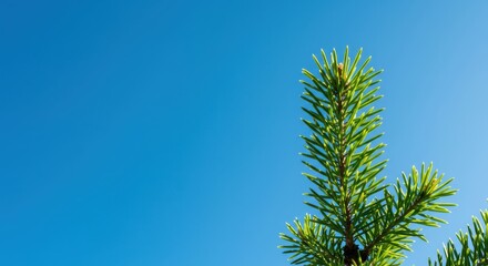 A vibrant green pine branch is silhouetted against a brilliant, clear azure sky, symbolizing growth and high altitude nature views ,ecosystem ,wild ,coniferous