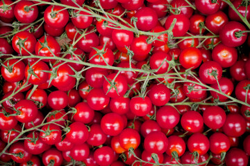 Tomato's on the vine