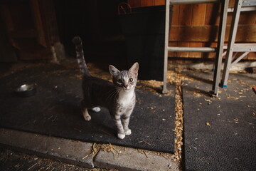 Domestic cats in a backyard in Ontario, Canada.