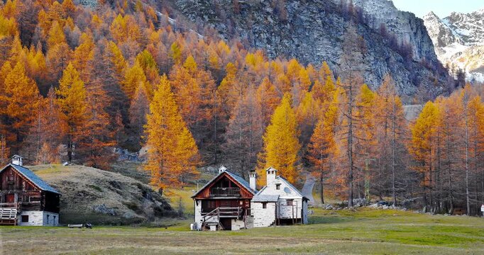 Fantastic foliage on Alpe Devero in Italy