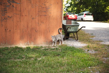 Domestic cats in a backyard in Ontario, Canada.