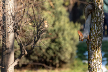 A squirrel with a nut in its mouth climbs down a tree trunk in a park or forest. The animal is captured in sharp focus, while the background of blurred trees and foliage creates a bokeh effect.