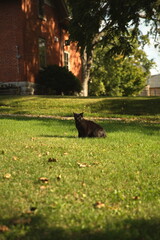 Domestic cats in a backyard in Ontario, Canada.
