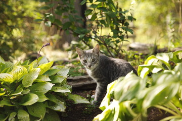 Domestic cats in a backyard in Ontario, Canada.