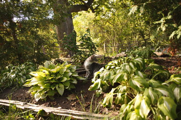 Domestic cats in a backyard in Ontario, Canada.