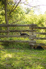Domestic cats in a backyard in Ontario, Canada.