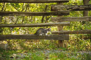 Domestic cats in a backyard in Ontario, Canada.