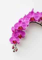 Vibrant pink orchid blossoms elegantly arranged against a pristine white backdrop, symbolizing beauty, purity, tropical flora, and sophisticated growth ,blossom ,flower ,beauty