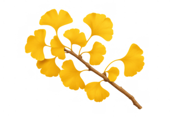 Ginkgo biloba branch bearing bright gold leaves, symbolizing autumn and seasonal change. Transparent background
