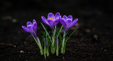 Vibrant purple crocus flowers blooming early in the spring season, pushing through the dark earth, signaling the renewal of nature and growth ,purple ,meadow ,early spring