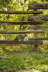Domestic cats in a backyard in Ontario, Canada.