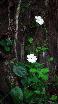 New life and nature's contrast: White wildflower vines climbing on a dark, gnarled tree trunk.
