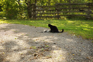 Domestic cats in a backyard in Ontario, Canada.
