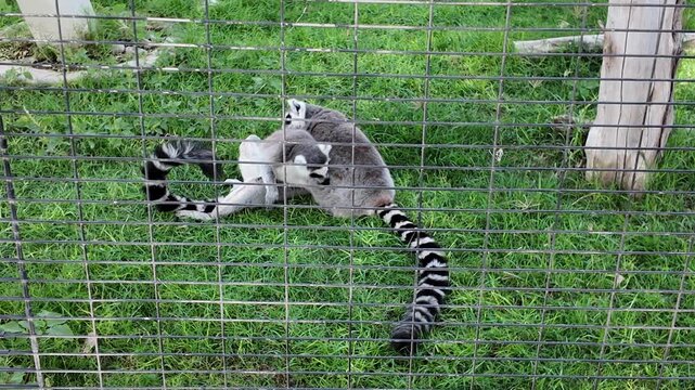 Two ring-tailed lemurs perched on a log, surrounded by lush greenery.