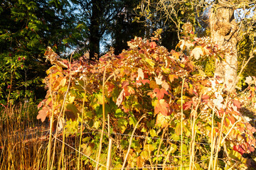 Oakleaf hydrangea or Hydrangea Quercifolia plant in Saint Gallen in Switzerland 3.11.2025