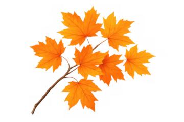 Autumn maple branch displaying vibrant orange foliage, reflecting fall season and transparent background