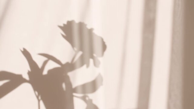 The girl holds a peony flower in her hand. Transparent soft light and shadow from from leaves of the peony on wall. Product presentation, mockup for advertising. High quality 4k footage