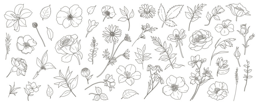 Floral botanical elements: flowers, branches, and leaves. Simple vector flowers, hand drawn in a line art style