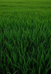 Obraz premium Dense green leafy herbage covering the agricultural field, providing essential fodder and vital nutrients for livestock grazing ,leaf ,thick ,simple