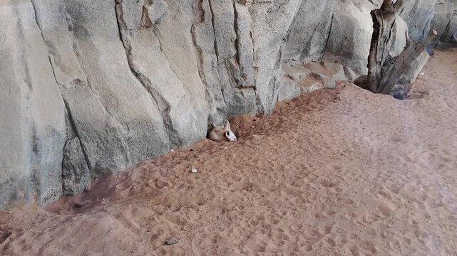 A detailed indoor zoo habitat where a sandy desert floor meets a tall, textured faux‑rock cliff face.