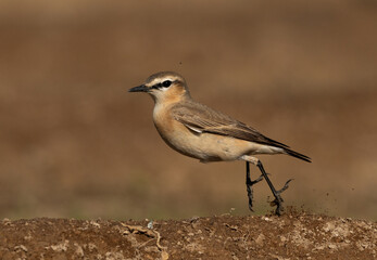 Isabelline Wheatear takeof at Buri farm, Bahrain