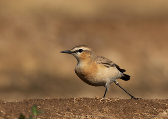 Closeup of a Isabelline Wheatear, Bahrain