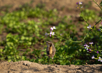 Bluethroat at Buri farm, Bahrain